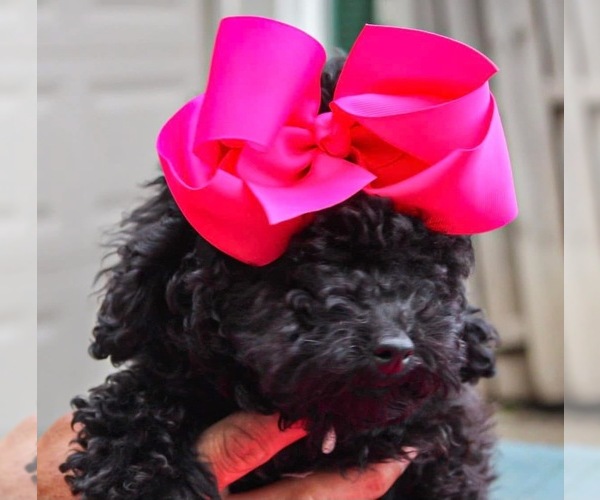 Medium Photo #7  Breeder Profile in MATTOON, IL, USA