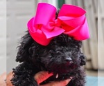 Small #6 Breeder Profile image