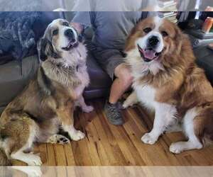 Great Bernese Dog Breeder near PINE, CO, USA