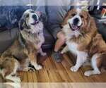 Small breeder photo