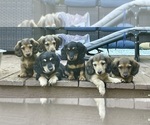 Small breeder photo