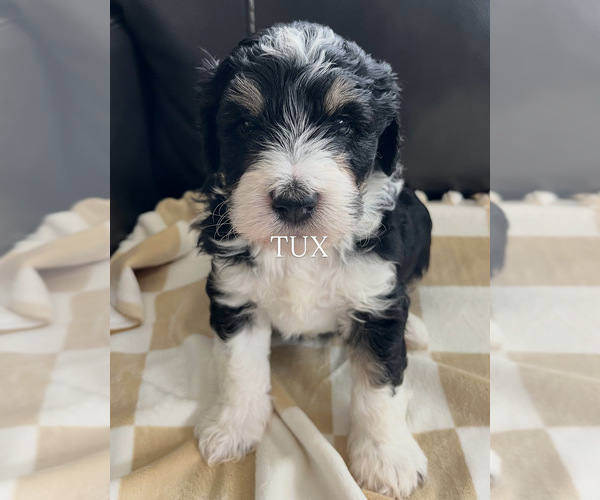 Medium Photo #7  Breeder Profile in GRAND JCT, CO, USA