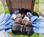 Small #40 Breeder Profile image