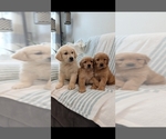 Small #2 Breeder Profile image