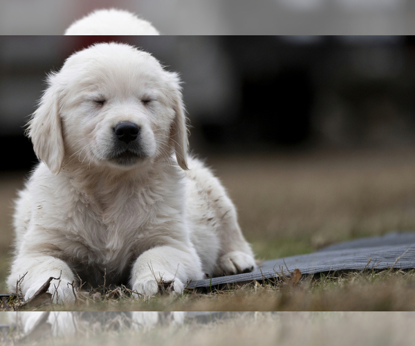 Medium Photo #13  Breeder Profile in ROWLEY, MA, USA