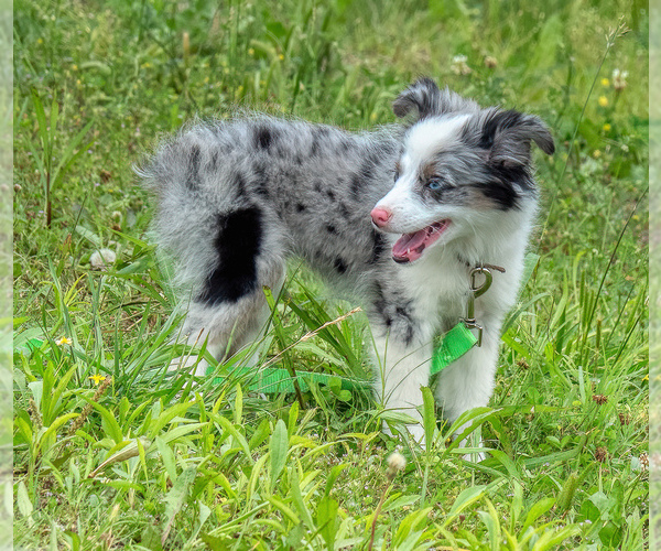Medium Photo #11  Breeder Profile in SEVERY, KS, USA