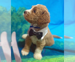 Small breeder photo