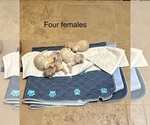 Small #3 Breeder Profile image