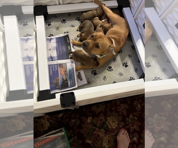 Medium Photo #1  Breeder Profile in MINEOLA, NY, USA