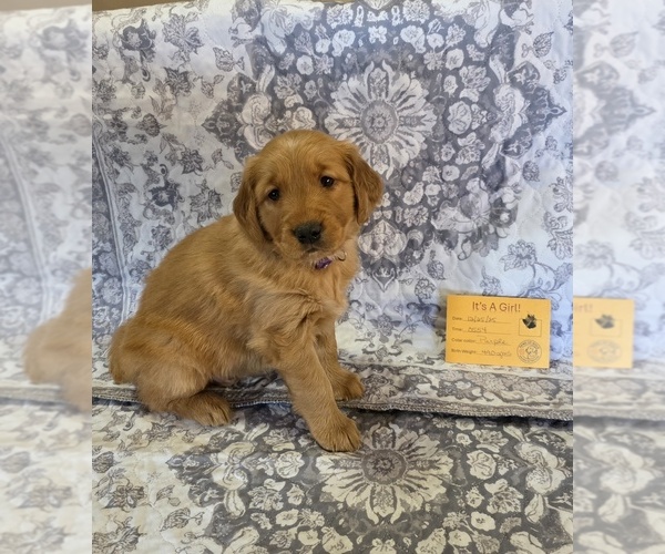 Medium Photo #7  Breeder Profile in GLENDALE, AZ, USA