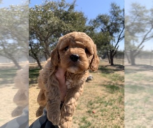 Aussiedoodle Miniature -Goldendoodle Mix Dog Breeder near MOUNTAIN HOME, TX, USA