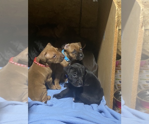 Medium Photo #13  Breeder Profile in CHARLOTTE, NC, USA