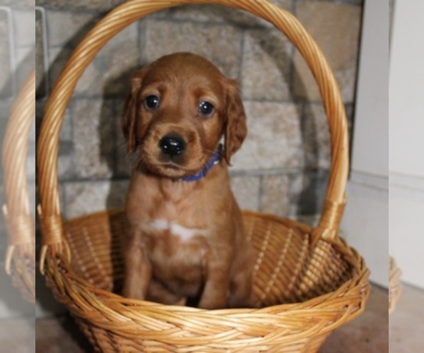 Medium Photo #1  Breeder Profile in BEARTOWN, PA, USA