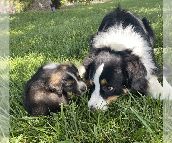 Medium Photo #1  Breeder Profile in PASO ROBLES, CA, USA