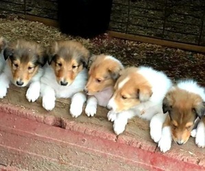 Main photo of Collie Dog Breeder near QUEBECK, TN, USA