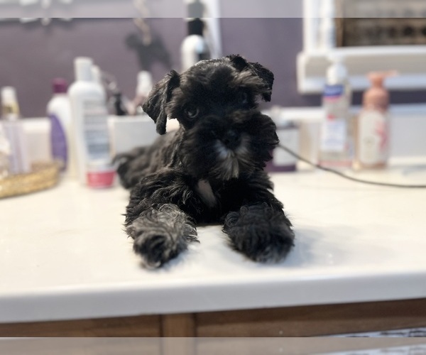 Medium Photo #7  Breeder Profile in WELLINGTON, AL, USA