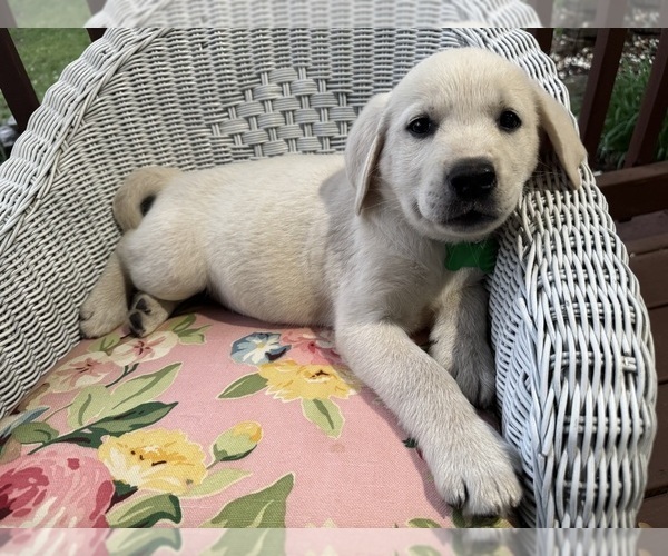Medium Photo #2  Breeder Profile in SPRINGFIELD, MO, USA