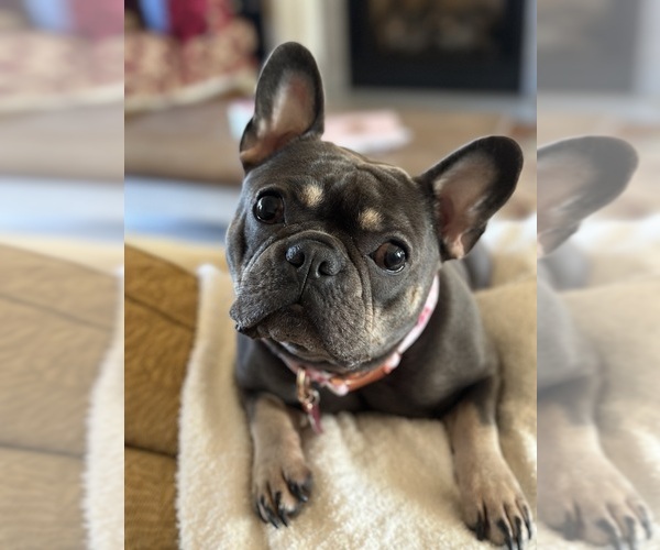 Medium Photo #1  Breeder Profile in CROUSE, NC, USA