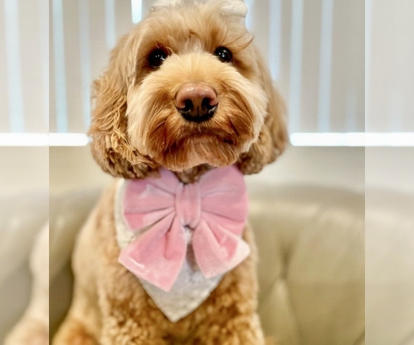 Medium Photo #20  Breeder Profile in BAKERSFIELD, CA, USA