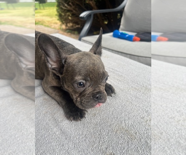 Medium Photo #11  Breeder Profile in FORT WAYNE, IN, USA