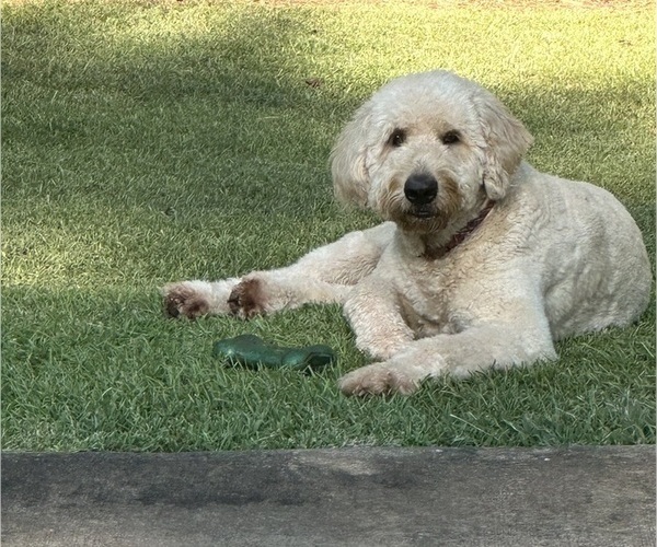 Medium Photo #12  Breeder Profile in FAYETTEVILLE, GA, USA