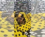 Small #260 Breeder Profile image