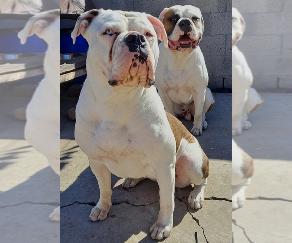 Medium Photo #1  Breeder Profile in SANTA ANA, CA, USA