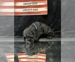 Small #17 Breeder Profile image