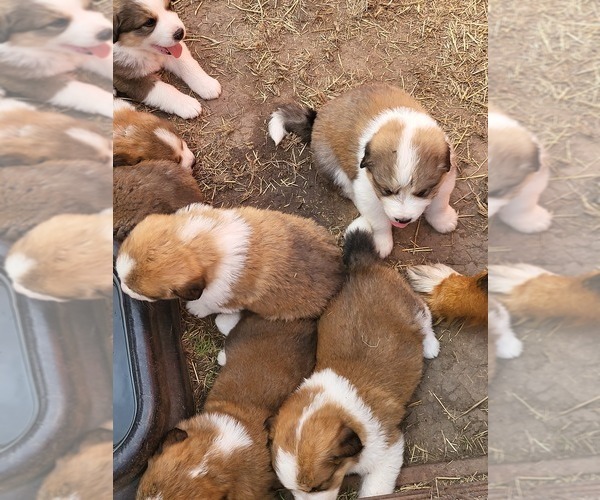 Medium Photo #1  Breeder Profile in BOOKER, TX, USA