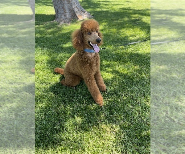 Medium Photo #3  Breeder Profile in RIVERSIDE, CA, USA