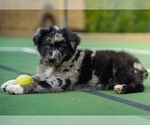 Small #78 Breeder Profile image