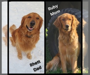 Golden Retriever Dog Breeder near WILLIAMSON, WV, USA