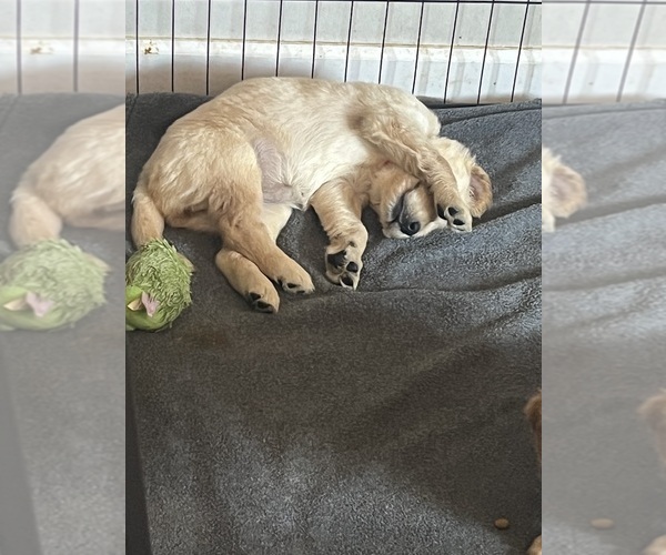 Medium Photo #27  Breeder Profile in SWEETWATER, TN, USA
