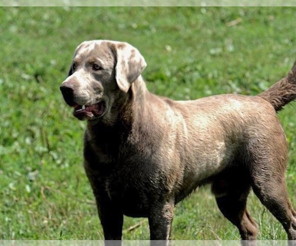 Medium Photo #12  Breeder Profile in ACUSHNET, MA, USA