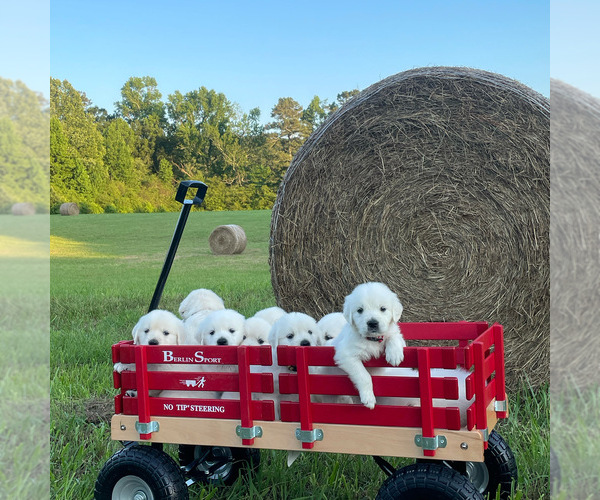 Medium Photo #2  Breeder Profile in COHUTTA, GA, USA