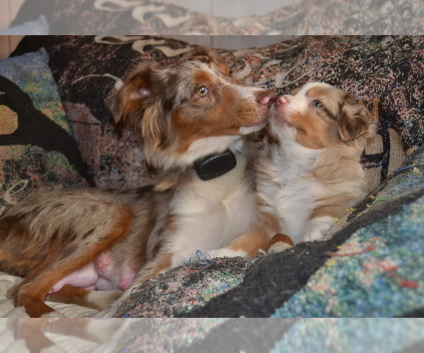 Medium Photo #1  Breeder Profile in WOODSTOCK, CT, USA