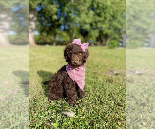 Medium Photo #1  Breeder Profile in WATERTOWN, TN, USA