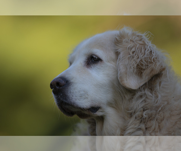 Medium Photo #28  Breeder Profile in ROWLEY, MA, USA