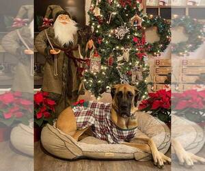Great Dane Dog Breeder in LIVINGSTON,  USA