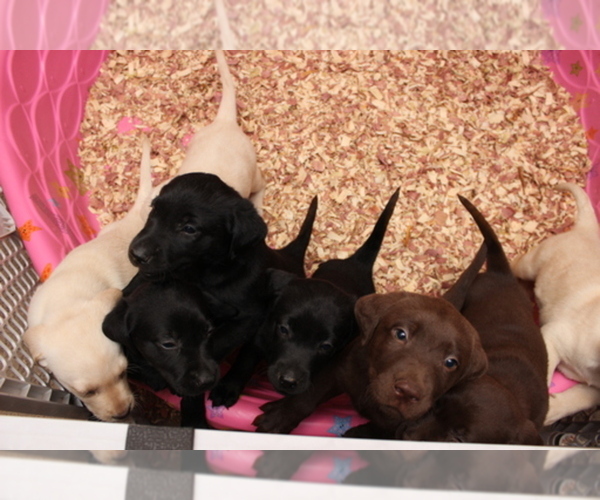 Medium Photo #1  Breeder Profile in VIRGINIA BEACH, VA, USA