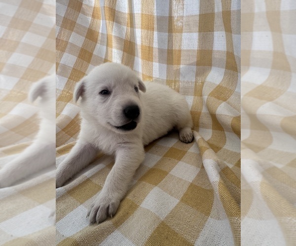 Medium Photo #5  Breeder Profile in SPRINGFIELD, MO, USA