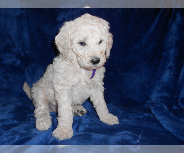 Medium Photo #5  Breeder Profile in AIRWAY HEIGHTS, WA, USA