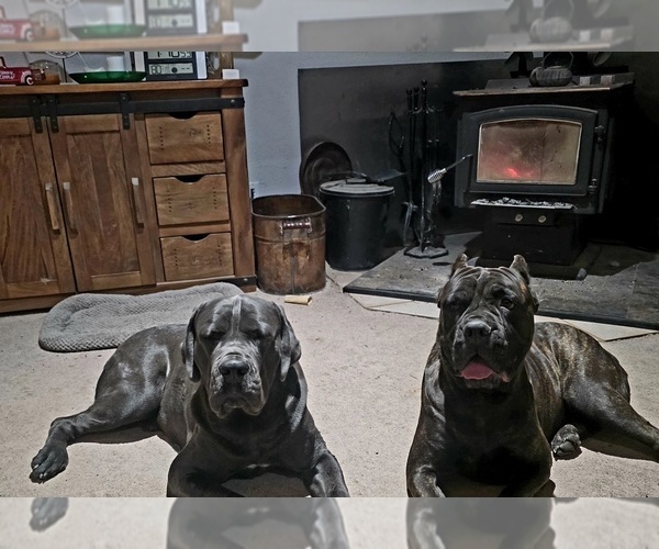 Medium Photo #24  Breeder Profile in BLANCA, CO, USA