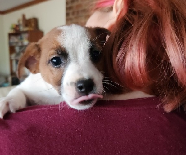 Medium Photo #1  Breeder Profile in SILER CITY, NC, USA