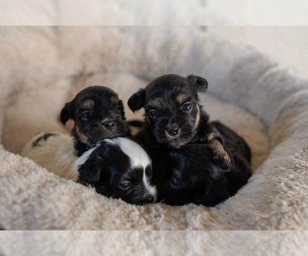 Medium Photo #1  Breeder Profile in OWASSO, OK, USA
