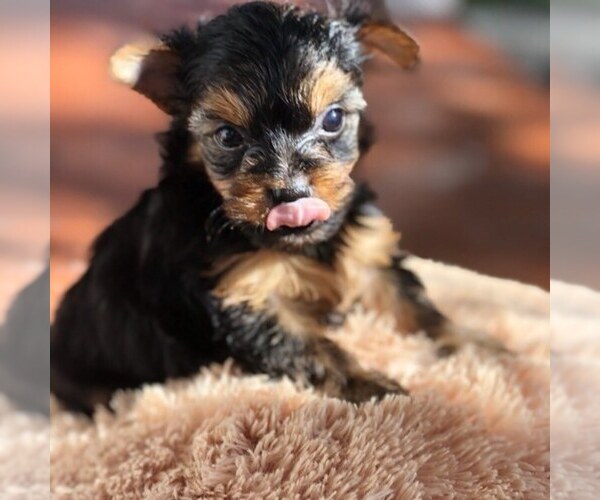 Medium Photo #1  Breeder Profile in POMPANO BEACH, FL, USA