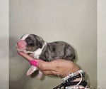 Small #8 Breeder Profile image