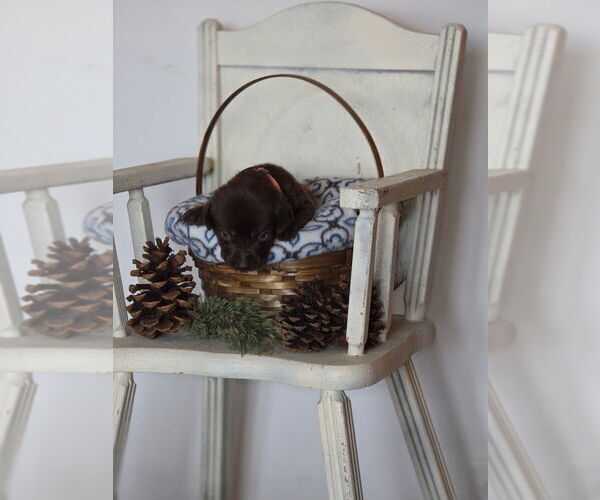 Medium Photo #8  Breeder Profile in FLORA, IL, USA