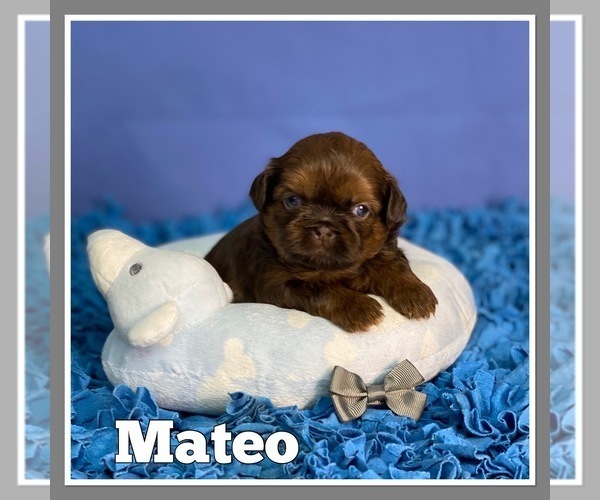 Medium Photo #1  Breeder Profile in CHICO, CA, USA