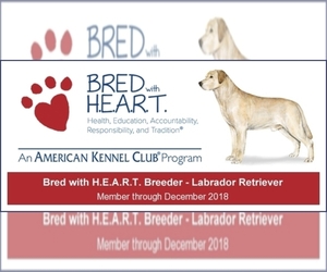 Main photo of Labrador Retriever Dog Breeder near BROWNSTOWN, IN, USA